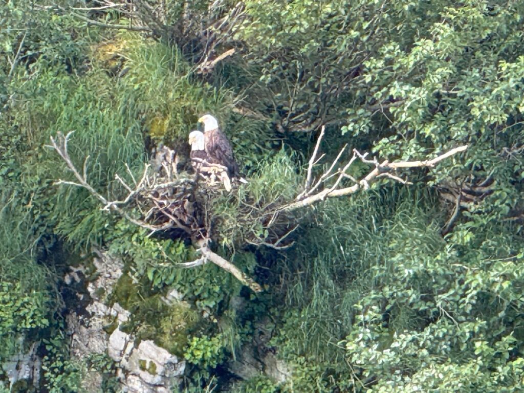 bald egle
