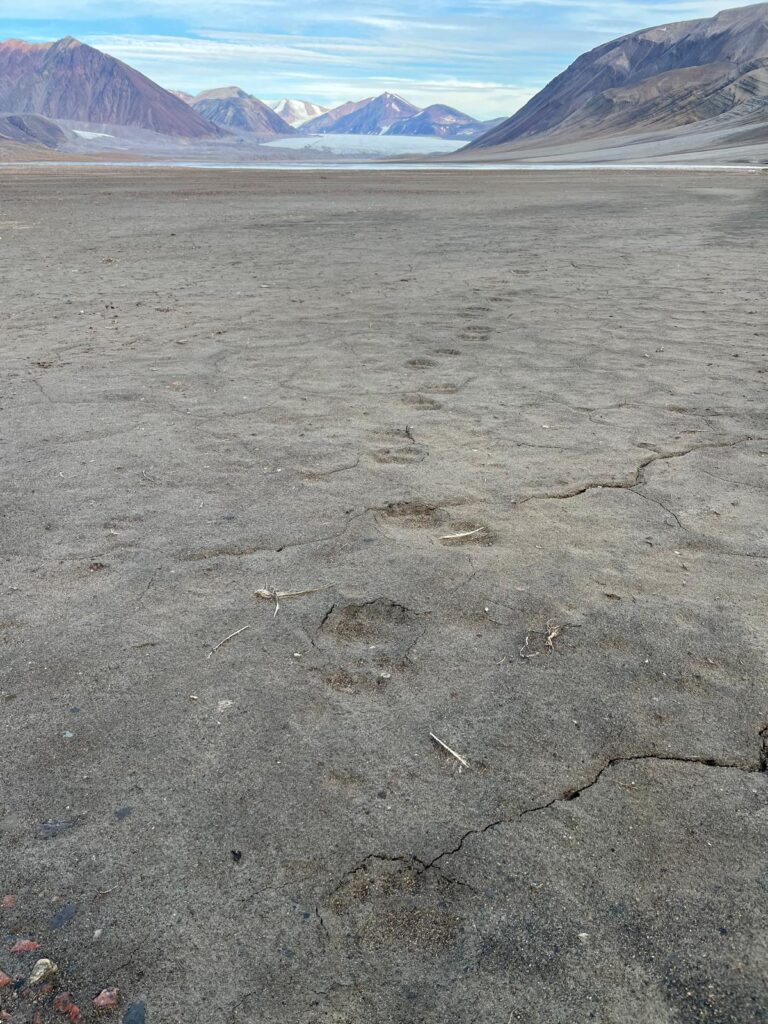 Fresh Footprint
